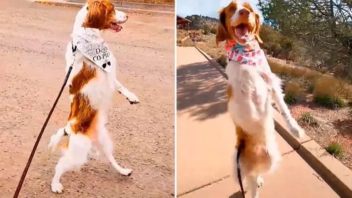 Un perro aprendió a caminar como humano después de un accidente