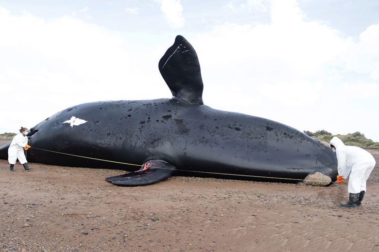 Preocupa la muerte de ballenas en la Península Valdés