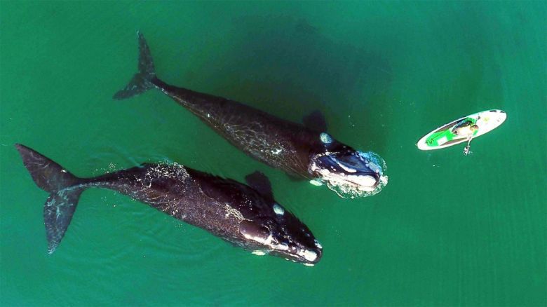 Ballenas: claves frente al Cambio Climático y para la Economía Azul