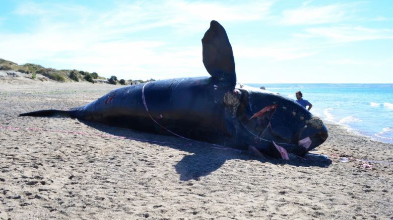 Ballenas: claves frente al Cambio Climático y para la Economía Azul