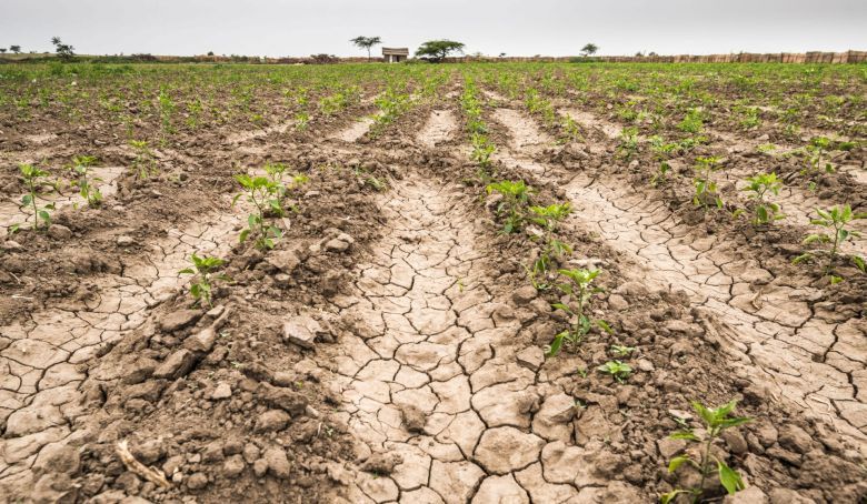 ¿Cómo impacta la sequía al campo? 
