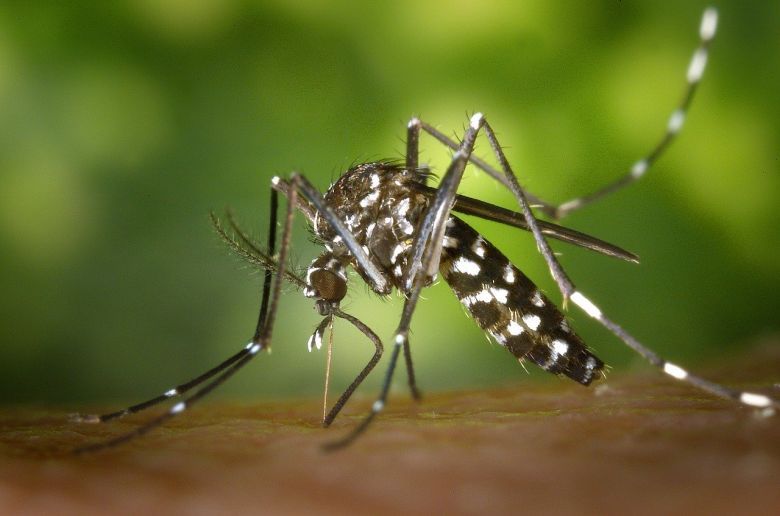 Córdoba: detectaron un caso de dengue autóctono y piden estar alerta por posibles brotes