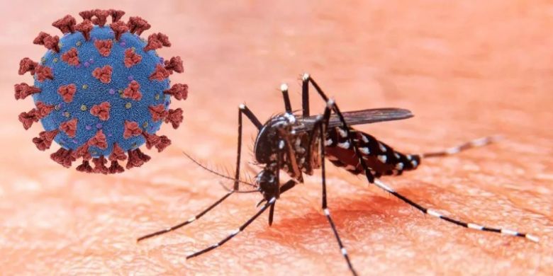 ¿Se puede diferenciar el dengue del covid?