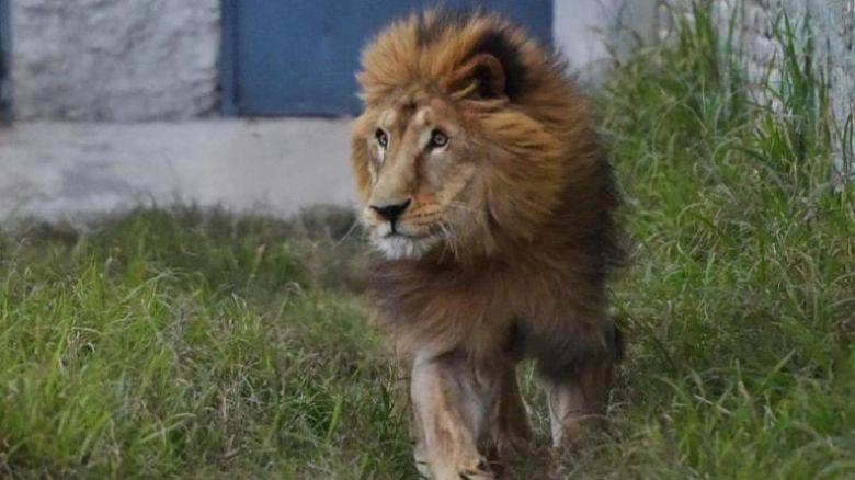 Murió el león Tango: estaba en el exzoológico de Córdoba desde 2008