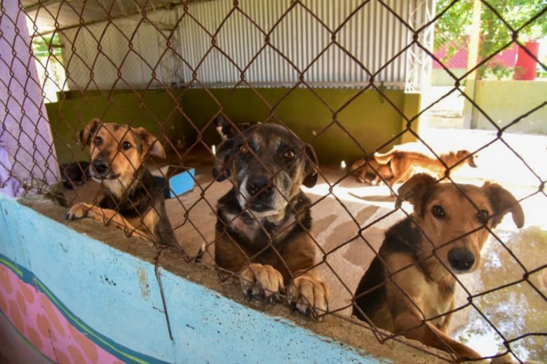 En 2022 el CAM realizó 4.046 castraciones y 482 adopciones