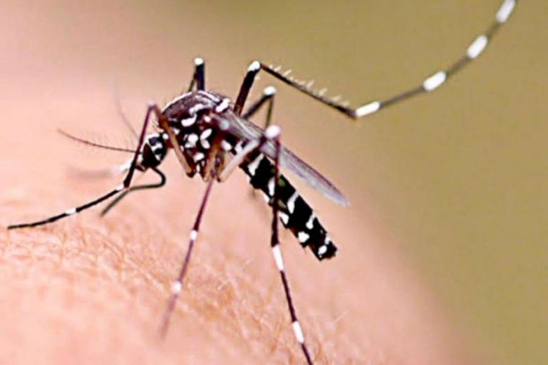Más del 90% de viviendas tiene potenciales criaderos de mosquitos