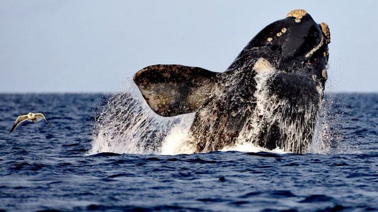 Rodocrosita: la ballena que desde 1971 visita todos los años Chubut y marca un “hito significativo”