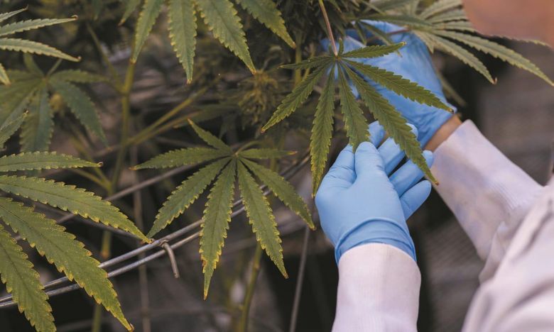 La Agencia Nacional de Cannabis impulsará su uso medicinal e industrial