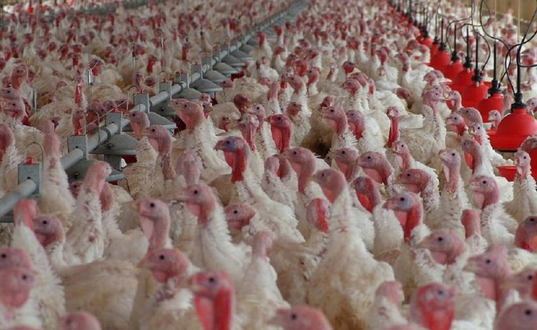 Gripe aviar: declararon situación de emergencia por la detección en aves silvestres