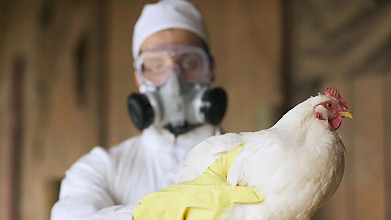 Detectaron en Córdoba un caso de gripe aviar y ya es el segundo en Argentina
