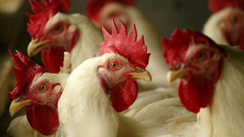Gripe aviar: el Senasa coordina acciones de rastrillaje y control