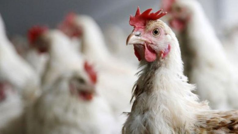 Confirmaron el septimo caso de gripe aviar en Córdoba