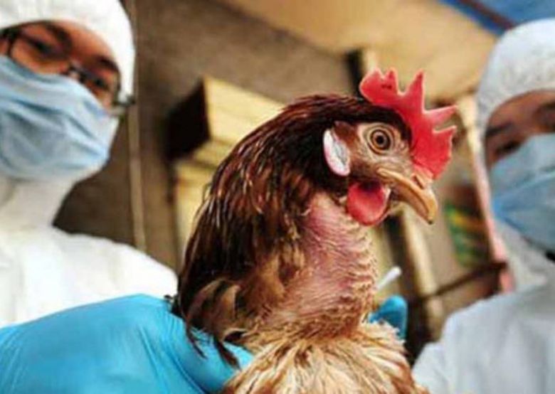 Detectan dos nuevos casos positivos de influenza aviar 