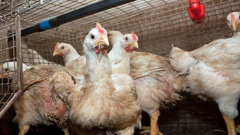 El Senasa confirmó otros cuatro positivos de influenza aviar en Córdoba
