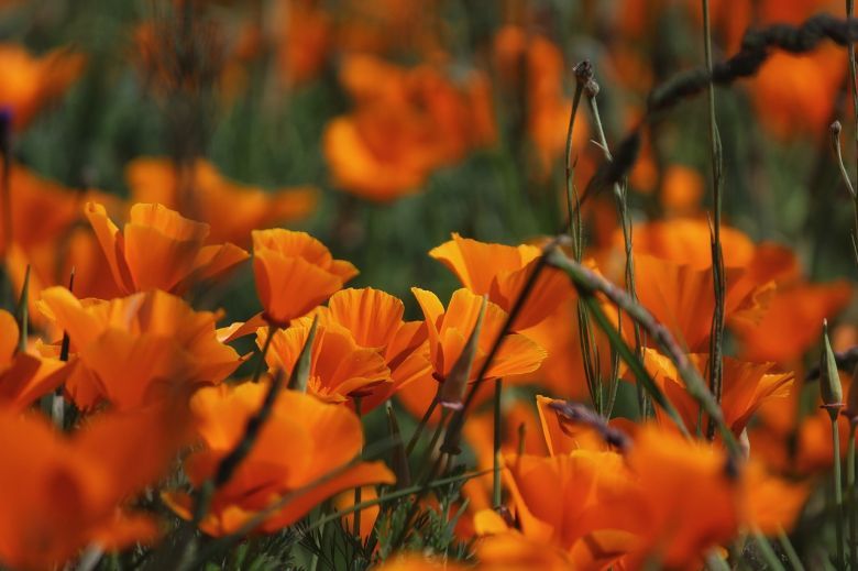 Flores amapolas 