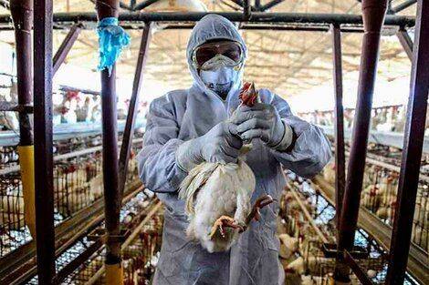 El Senasa confirmó otro caso de gripe aviar en Córdoba