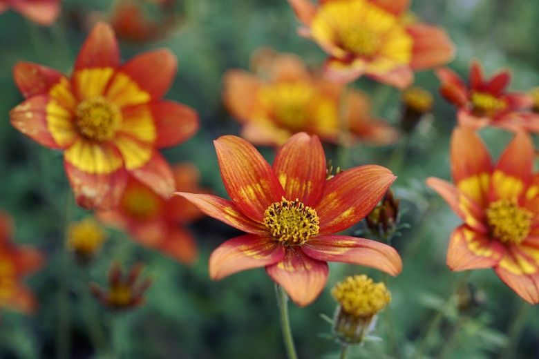 Flores, Asteracea y Jardín.