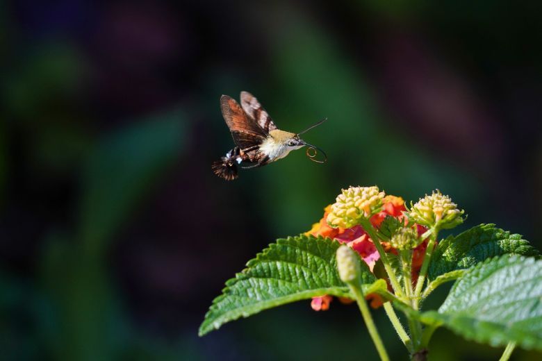 Flor, mariposa e insectos