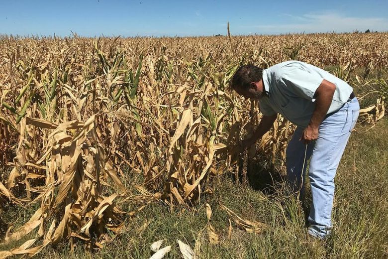 Declaran emergencia y desastre agropecuario por sequía en Córdoba