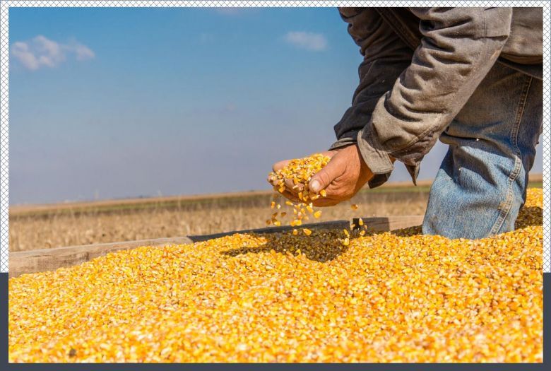 La AFIP incautó maíz valuado en $7,5 millones