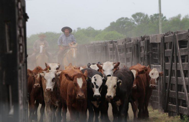 Sequía: destinarán fondos para asistir a productores bovinos