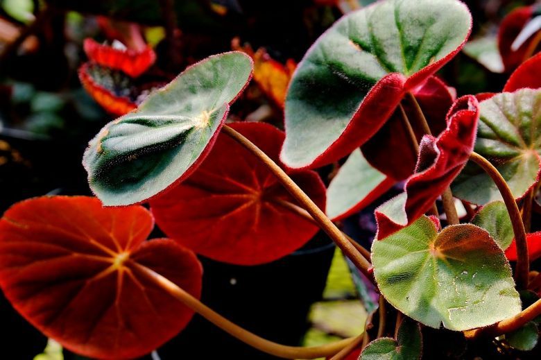 Begonia