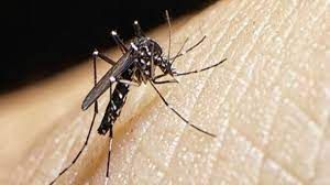 Dengue: cuáles son los riesgos ante la segunda infección