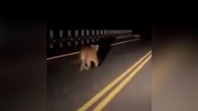 Apareció un puma en el puente José Manuel de la Sota