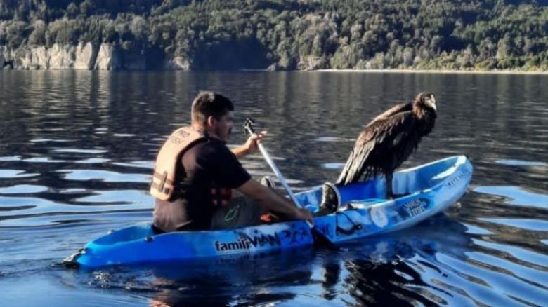 Rescataron en kayak a un cóndor que cayó en el lago Traful