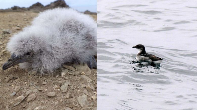 Después de 40 años nació  un yunco, un ave en peligro de extinción