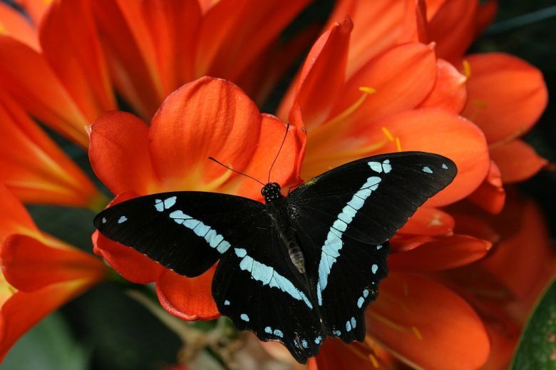 Mariposa, Flores rojas y Polinización