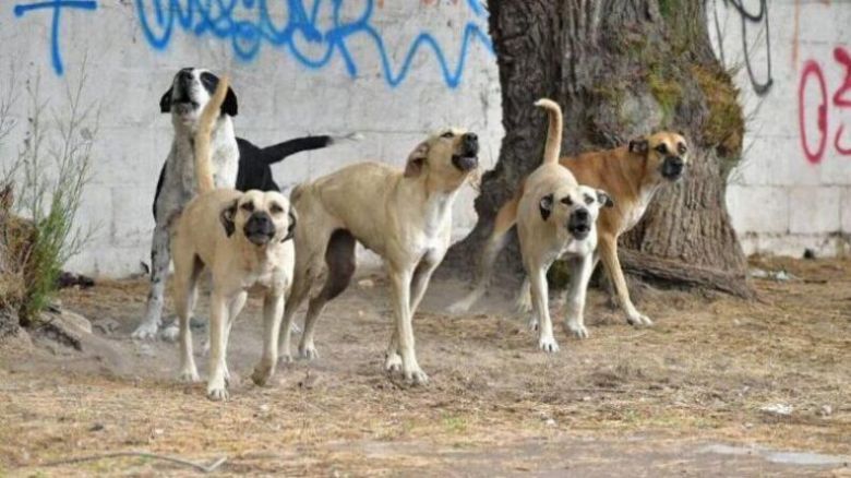 Intendentes de la región trabajan para hacer un refugio canino