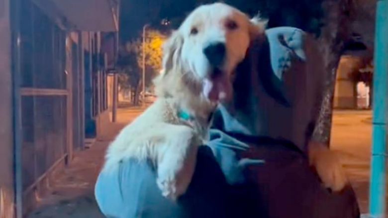 Paseaba su perra y se cruzó con su ex: la increíble reacción de la mascota