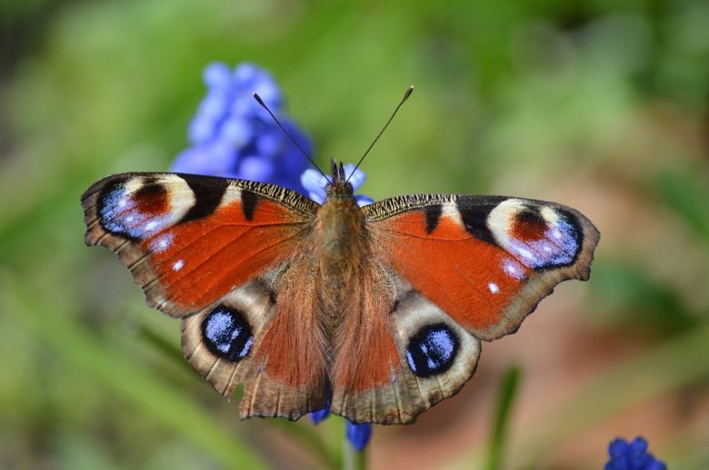 Mariposa pavo real 