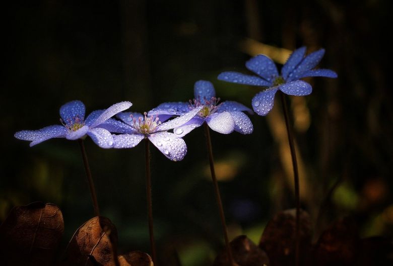 Flor de hígado 