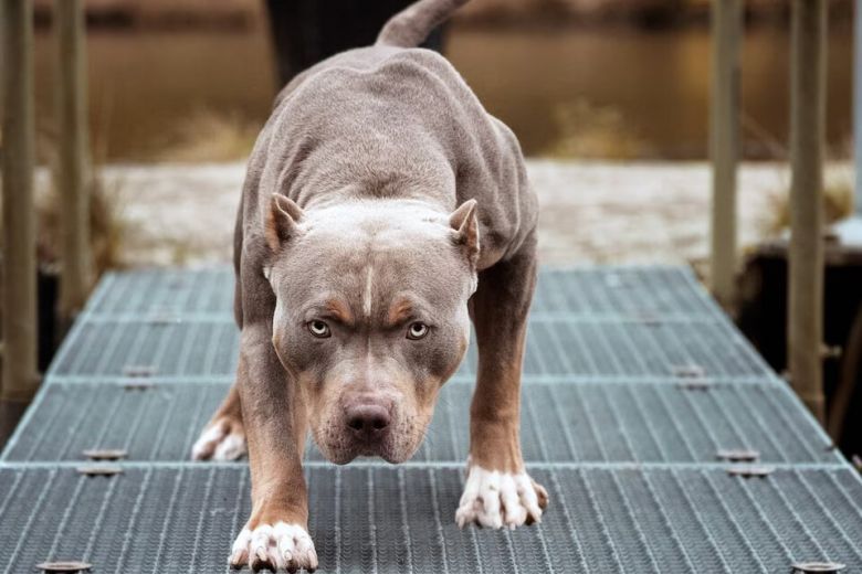 Exigirán un chip a perros potencialmente peligrosos en Córdoba