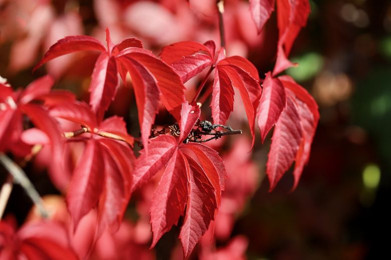 Colores de otoño