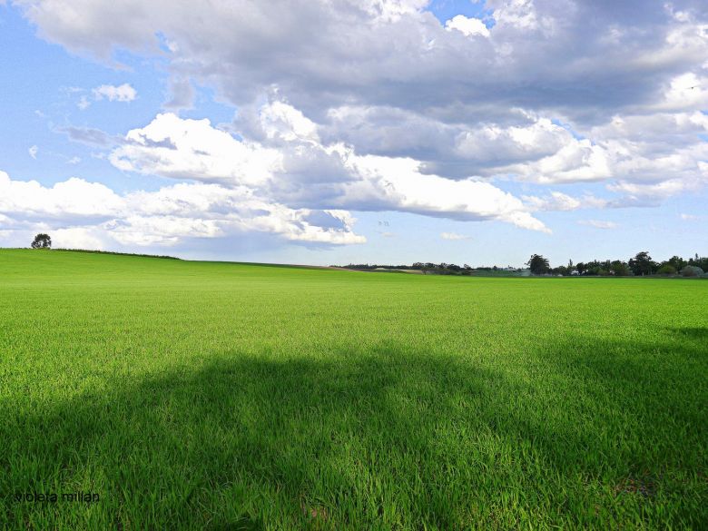 Se reactiva la demanda de campos y es augurio de una mejoría en la economía