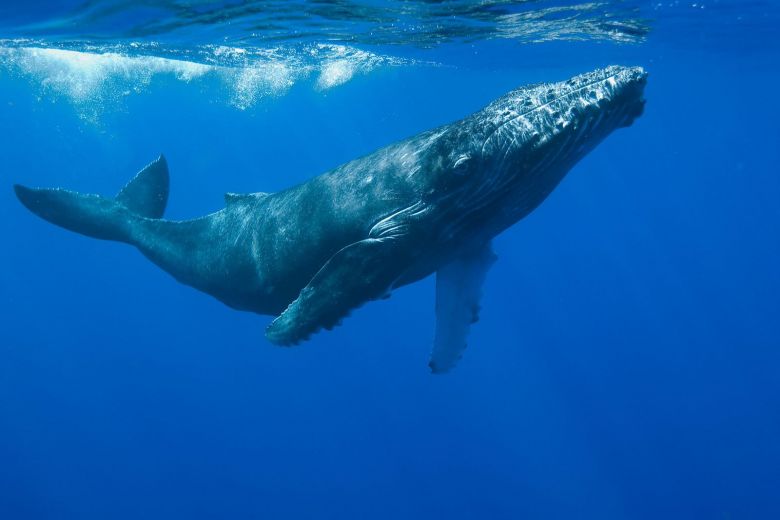 Frenó en un semáforo y presenció un “show” de ballenas muy particular