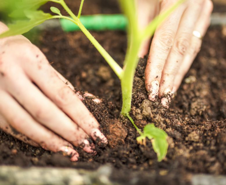 Familias villamarienses podrán cultivar sus propias huertas en la Escuela Granja