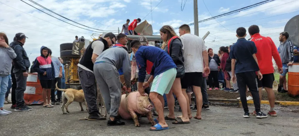 Volcó un camión repleto de cerdos en Jesús María y los vecinos se llevaron varios animales