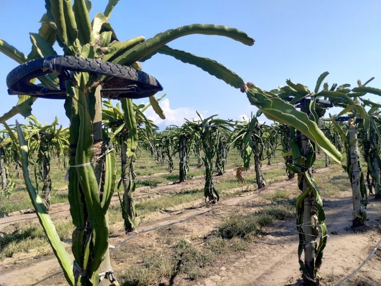 Los hermanos que se animaron con la pitaya 