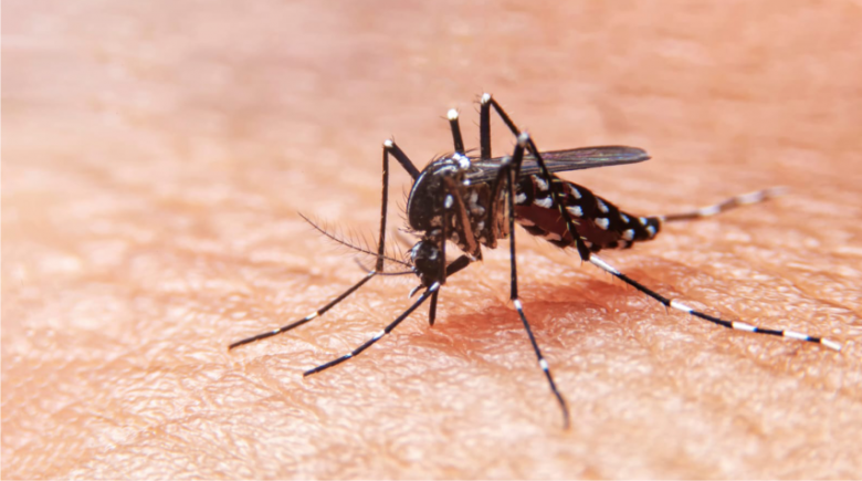Dengue: ya son 148 casos importados y 17 autóctonos