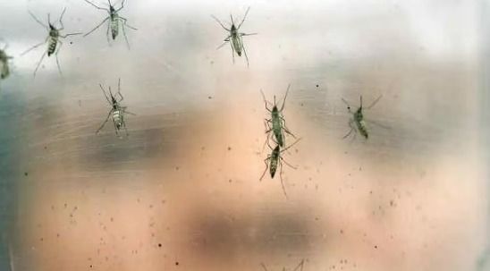 Invasión de Mosquitos: sugieren cuidados y recomendaciones 