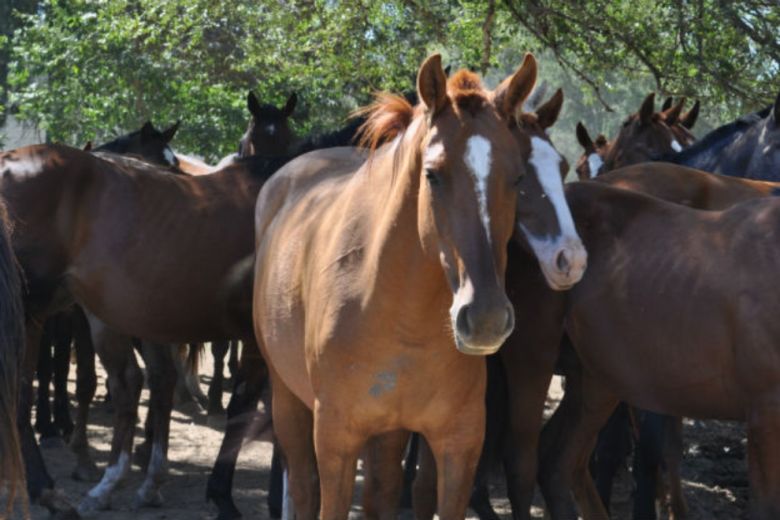 Se confirmaron 3 casos humanos de encefalitis equina