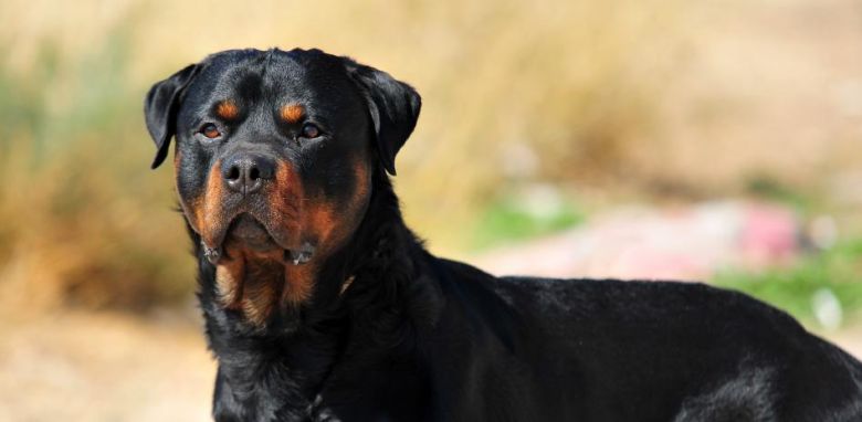 Córdoba busca prohibir la tenencia de perros considerados de razas peligrosas