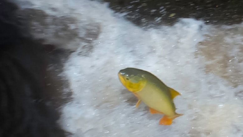 Protegen a los peces dorados de la pesca ilegal