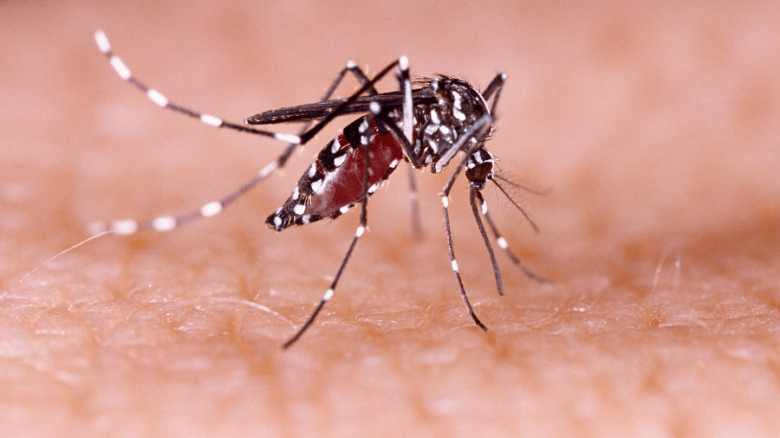 Se espera un pico de casos de dengue para semana santa