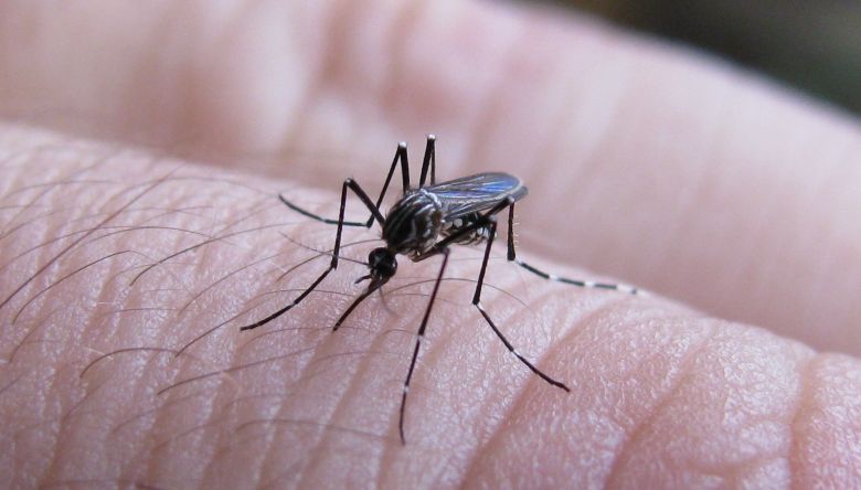Infectólogo consideró “probable” un nuevo rebrote de dengue pasado el fin de semana XXL