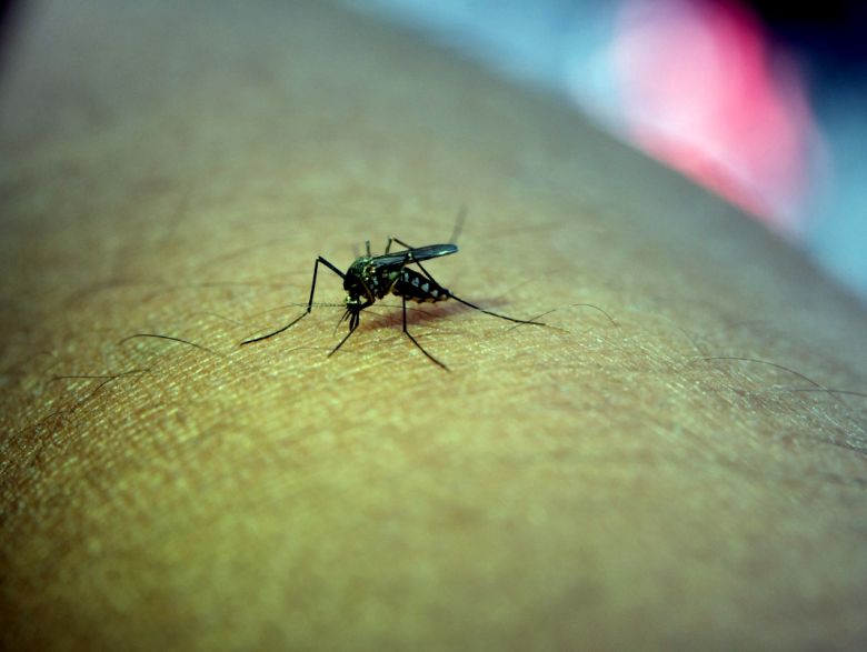 Desarrollan kit innovador para diagnosticar dengue
